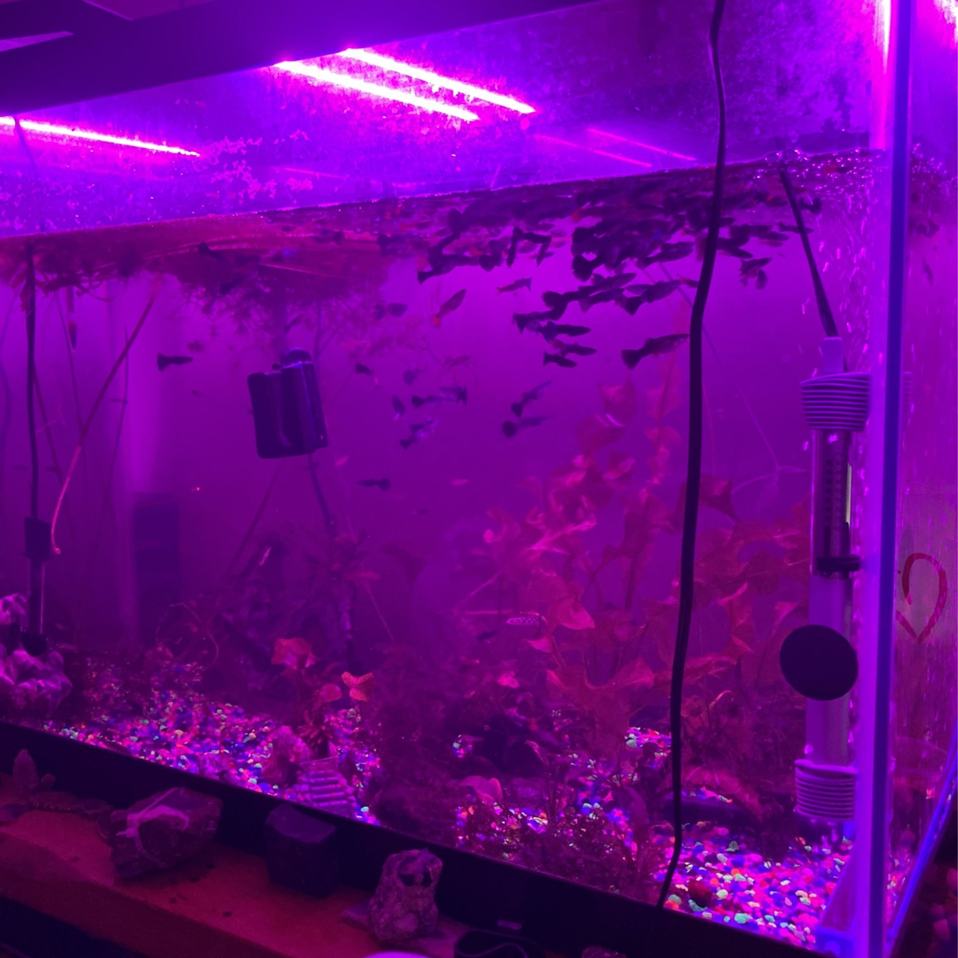 Aquarium Plants (No fish)