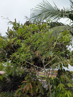 15 gallon mesquite tree