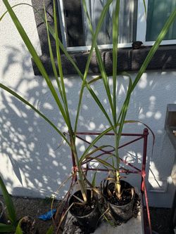 Sugar cane- Caña plant