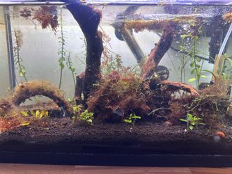 Fish tanks