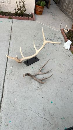 Real Deer Horns