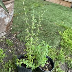 plantas de mejorana para cocimar