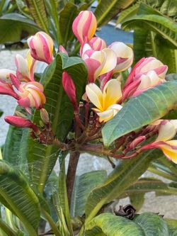 Plumeria cuttings