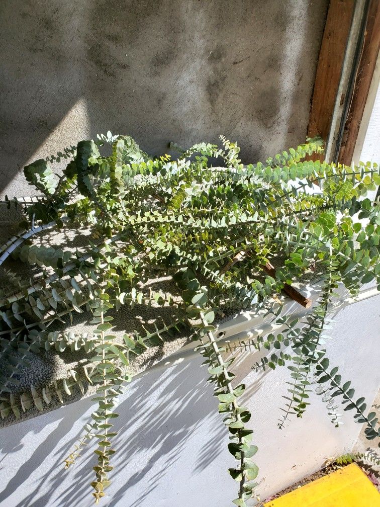 Baby blue Australian eucalyptus cuttings