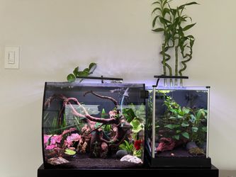 2 Fluval Tanks with Stand and Fishes!