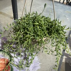 String Of Banana S Plant $15