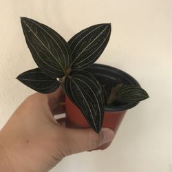 Beautiful Plant
