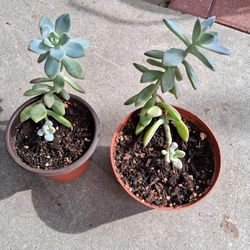 Ghost Plant Succulent