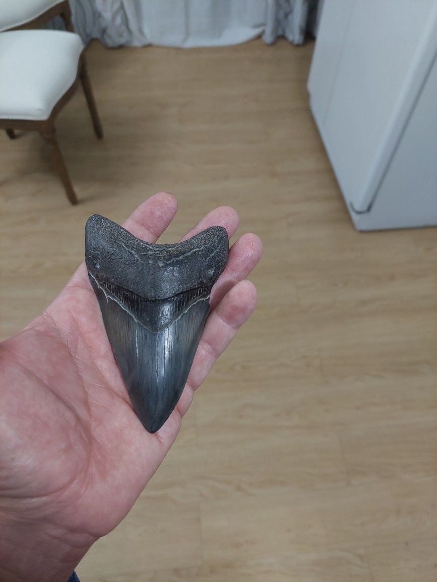 Megalodon Fossil Tooth