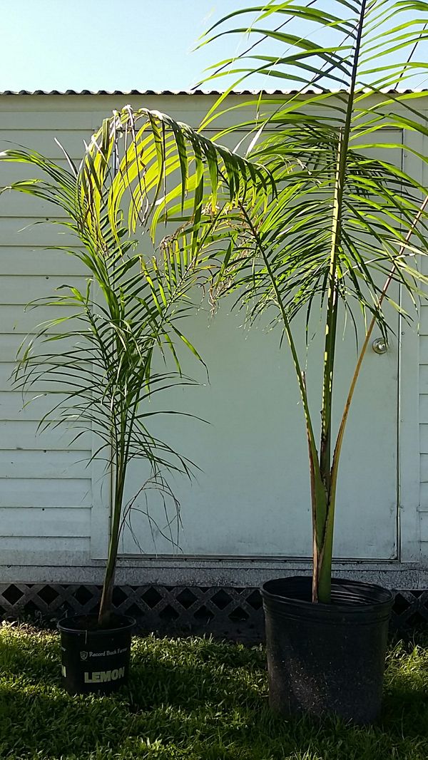 Royal palm trees 20 for both for Sale in Fort Myers, FL OfferUp
