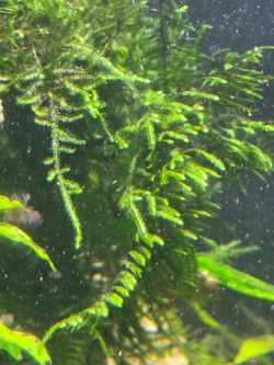 Christmas Moss Aquarium Plant