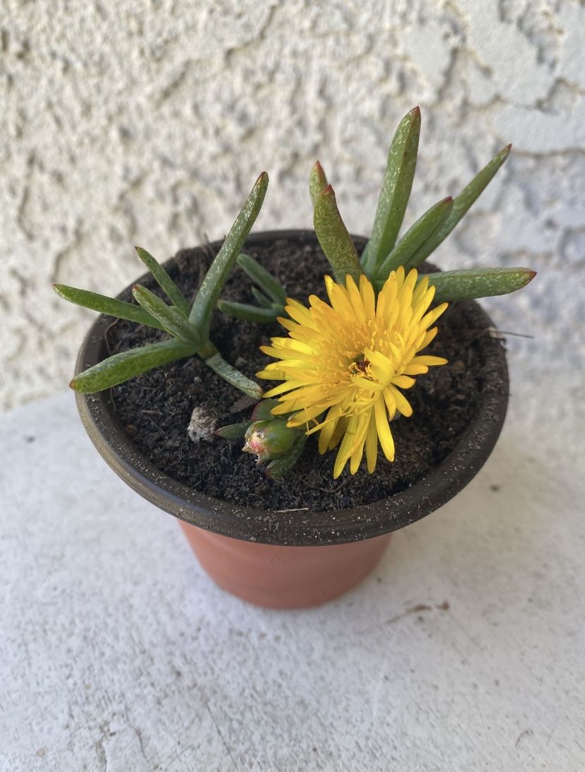 3 Inch Pot Succulent Plant - Lampranthus Multiradiatus Yellow - Creeping Redflush - Rooted & Established - Drought Resistant - 🪴Blooms Yellow Flowers