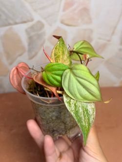 Philodendron Pink Micans Mint Plant- 2.5inch