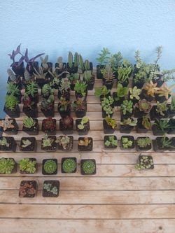 Starter Plants