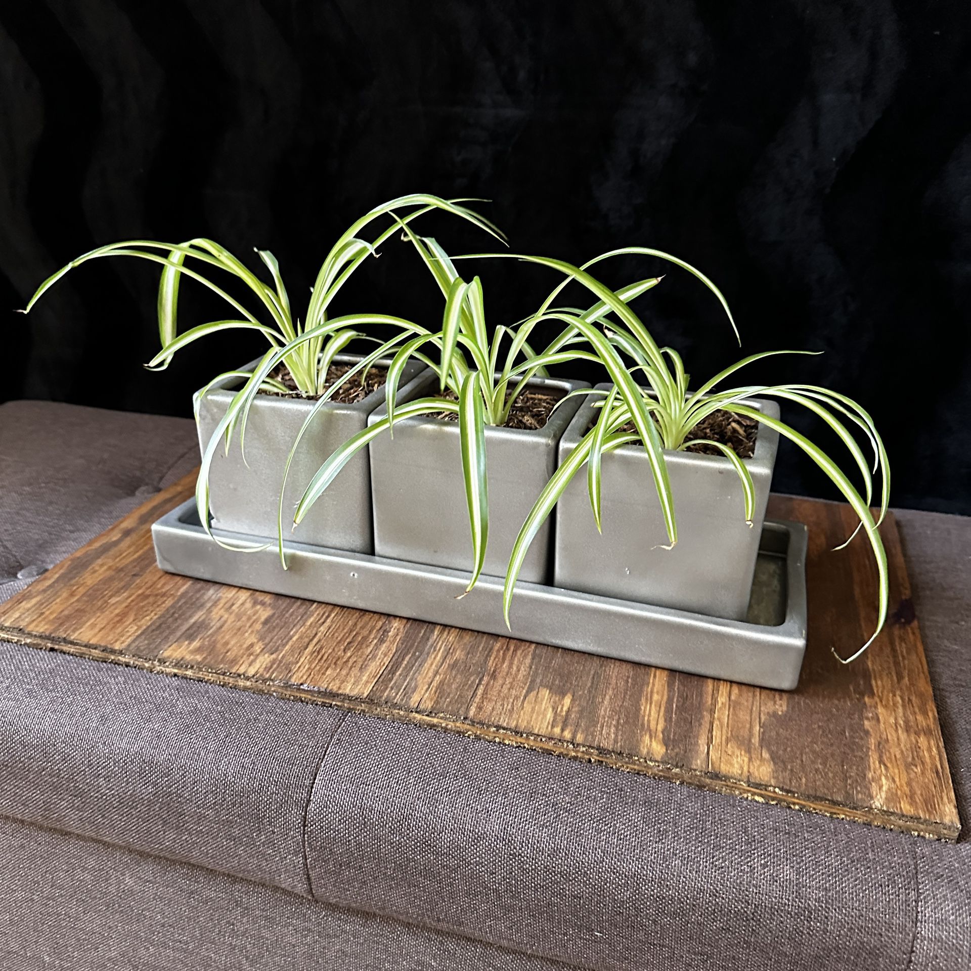 Spider Plants, 3 Pots & Water Tray
