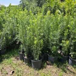 Podocarpus Over About 4 Feet Tall 