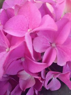 Beautiful Hydrangea plant