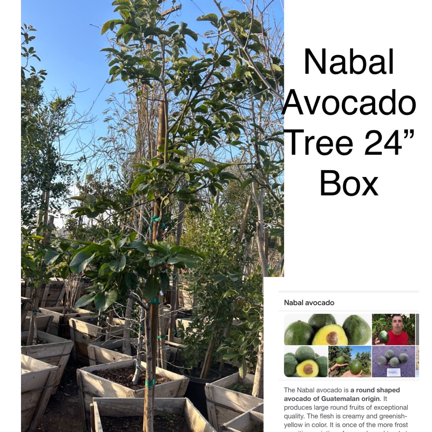 Nabal Avocado Tree