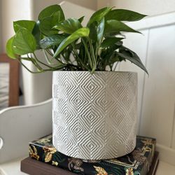 Large Ceramic Pot, Plant And Soil Included. philodendron cordatum