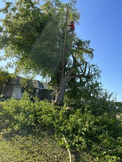 Trees 🌳