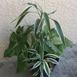 Arrowhead Sandesiera Dracaena planter