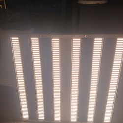 Growing Lghits 