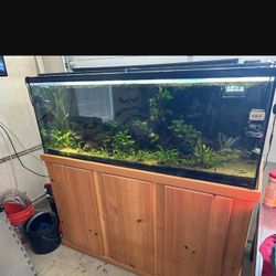 100 Gallon Aquarium With Stand 