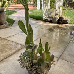 Succulent Arrangement 