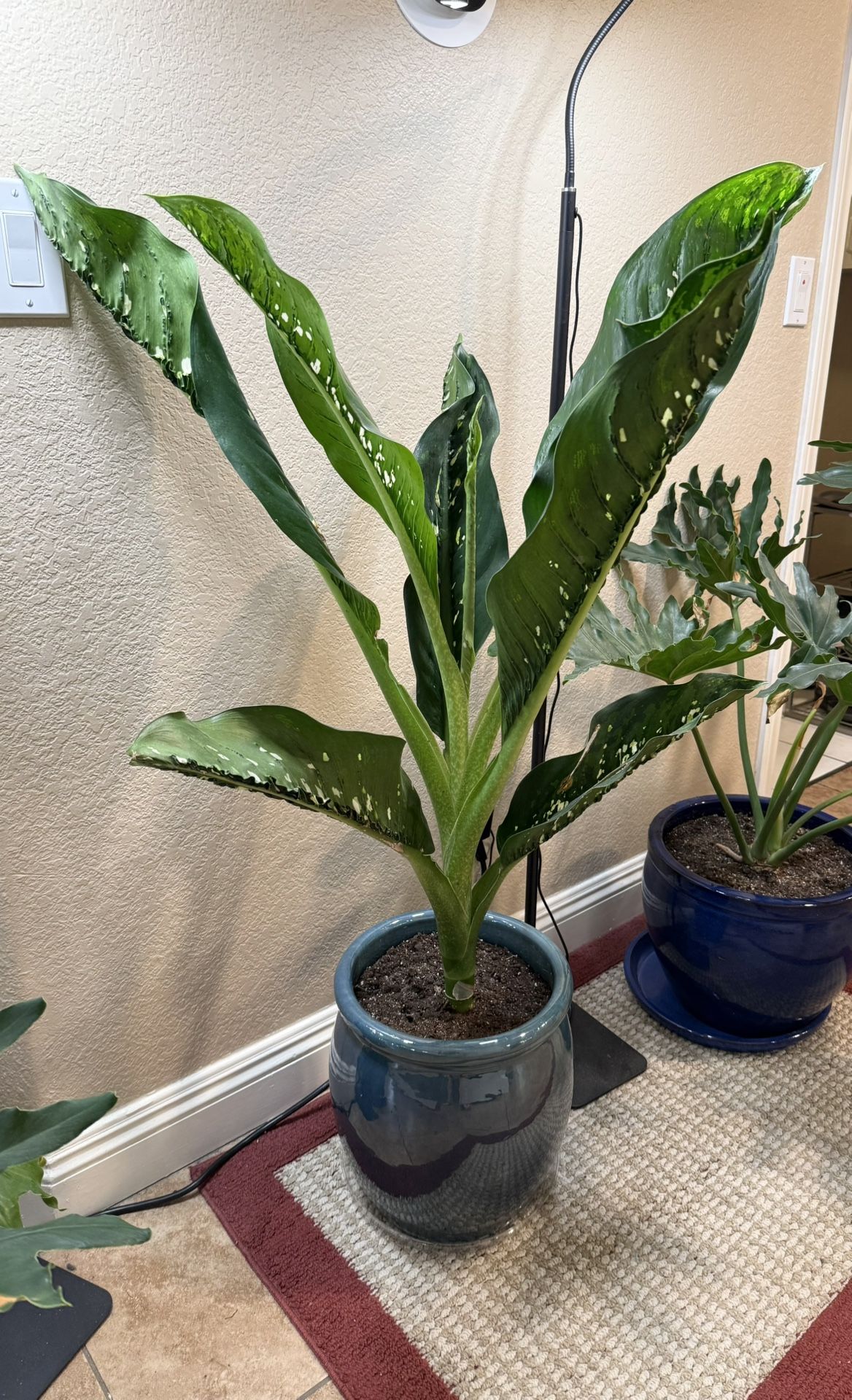 Live Dieffenbachia Crocodile Plant With Ceramic Pot