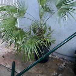 European Fan Palm 