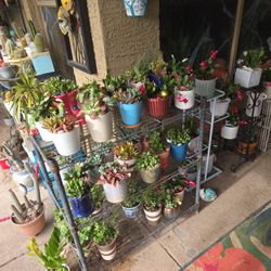 Succulents In Ceramic Pots And Christmas Cactus  Just $6 Each
