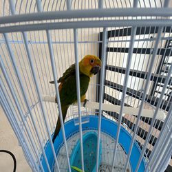 Selling Bird Cage 