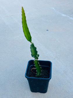 Red Dragon Fruit 🪴 plants