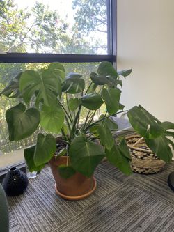 Monstera plant pick up in Irving