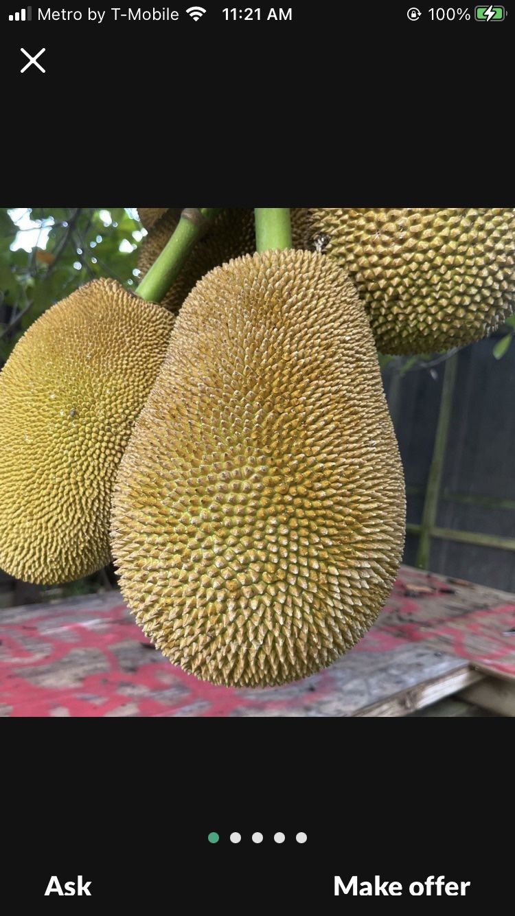 Jack Fruit