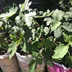 Brown Turkey Fig 100% Organic Tree