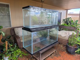 75 and 55 gallon aquariums