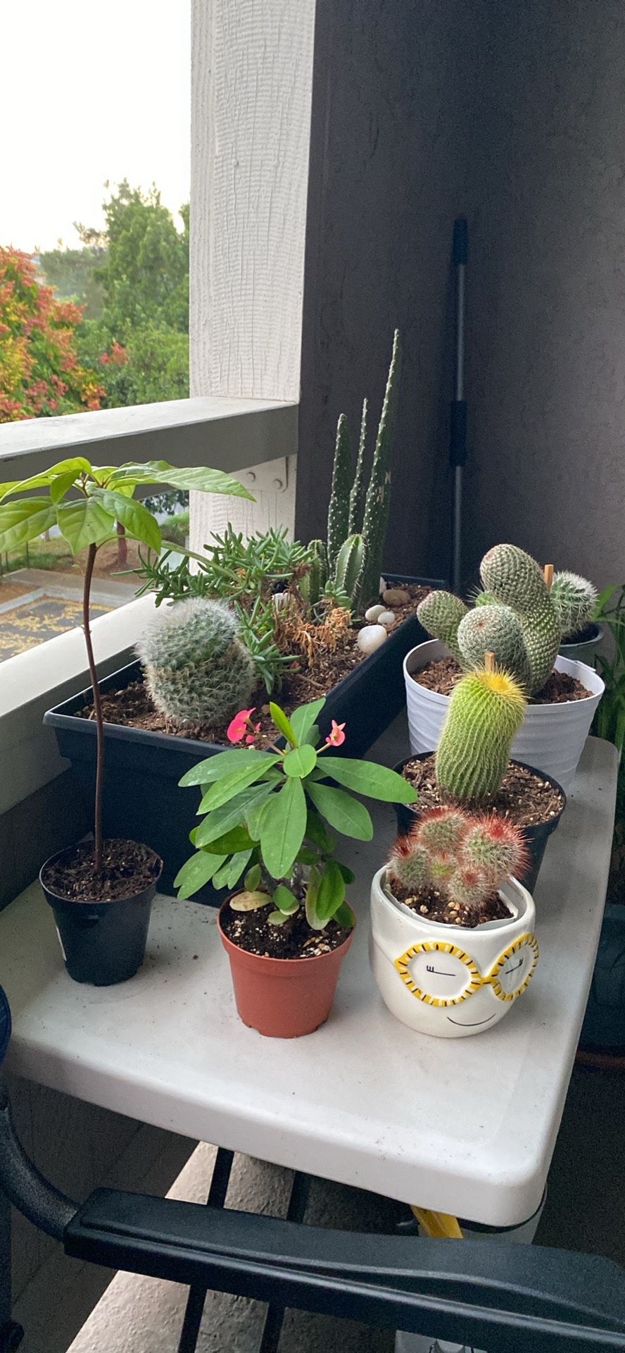 Plants Cactus Succulents For Sale With Pots