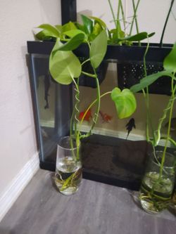 Monstera plant