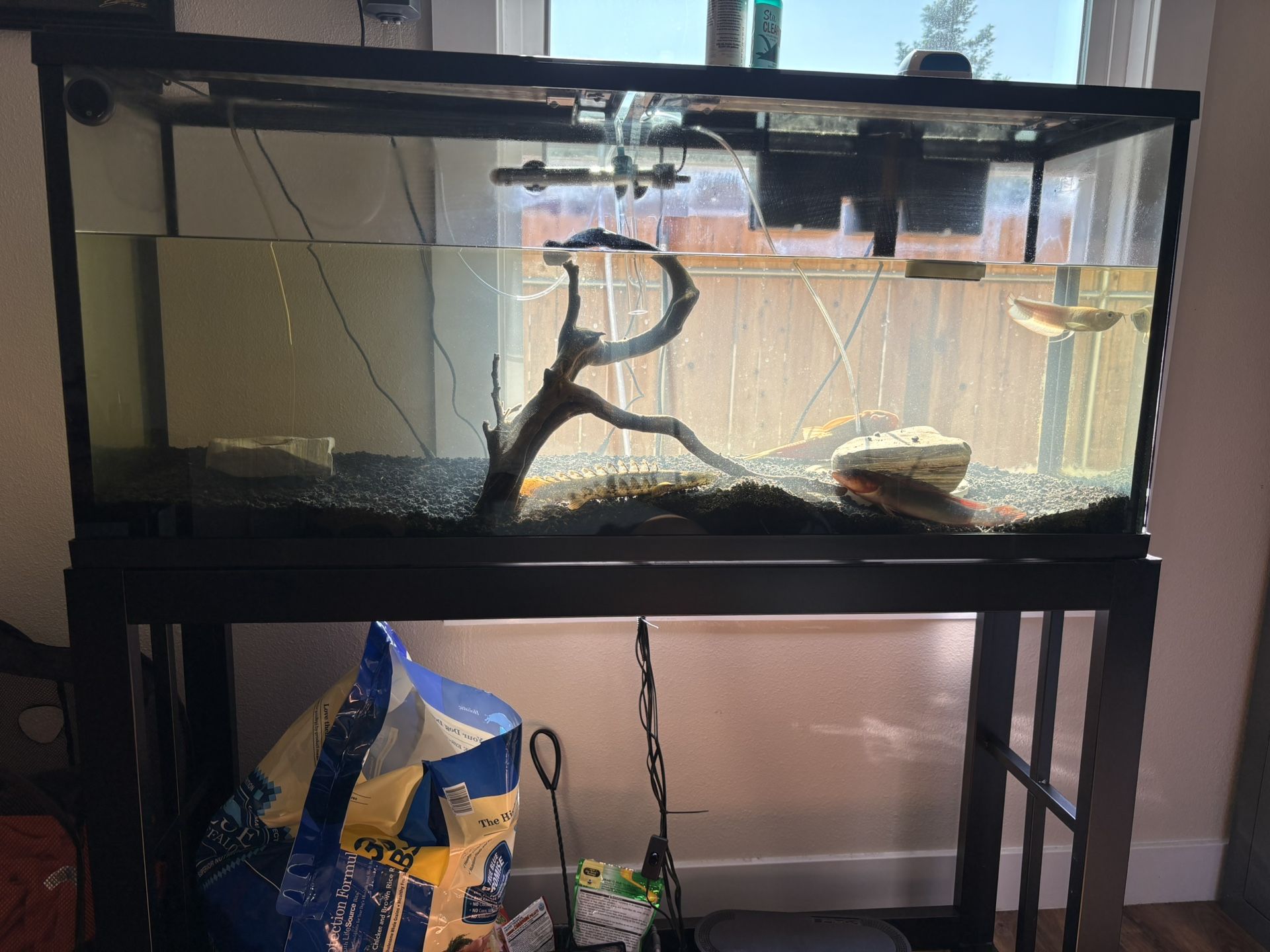 Fish Tank