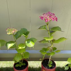 Well Established Blooming Hydrangea Beautiful Perennial Plant.