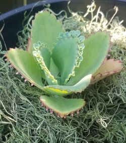 10 ‘Plant Of Life' Baby Plantlets- CACTI plantlets