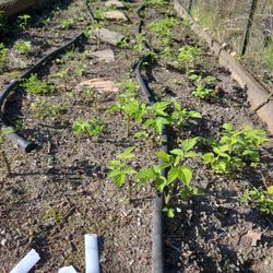 Raspberry Starts