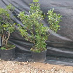 Arboles De Laurel De La Montaña La Flor Es Morada