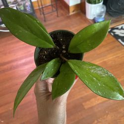 Hoya Pubicalyx House Plant