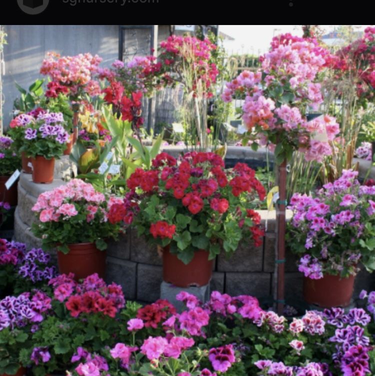 Plant Sale