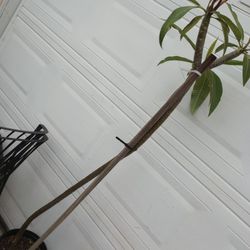 PLUMERIA PLANT FULLY ROOTED   