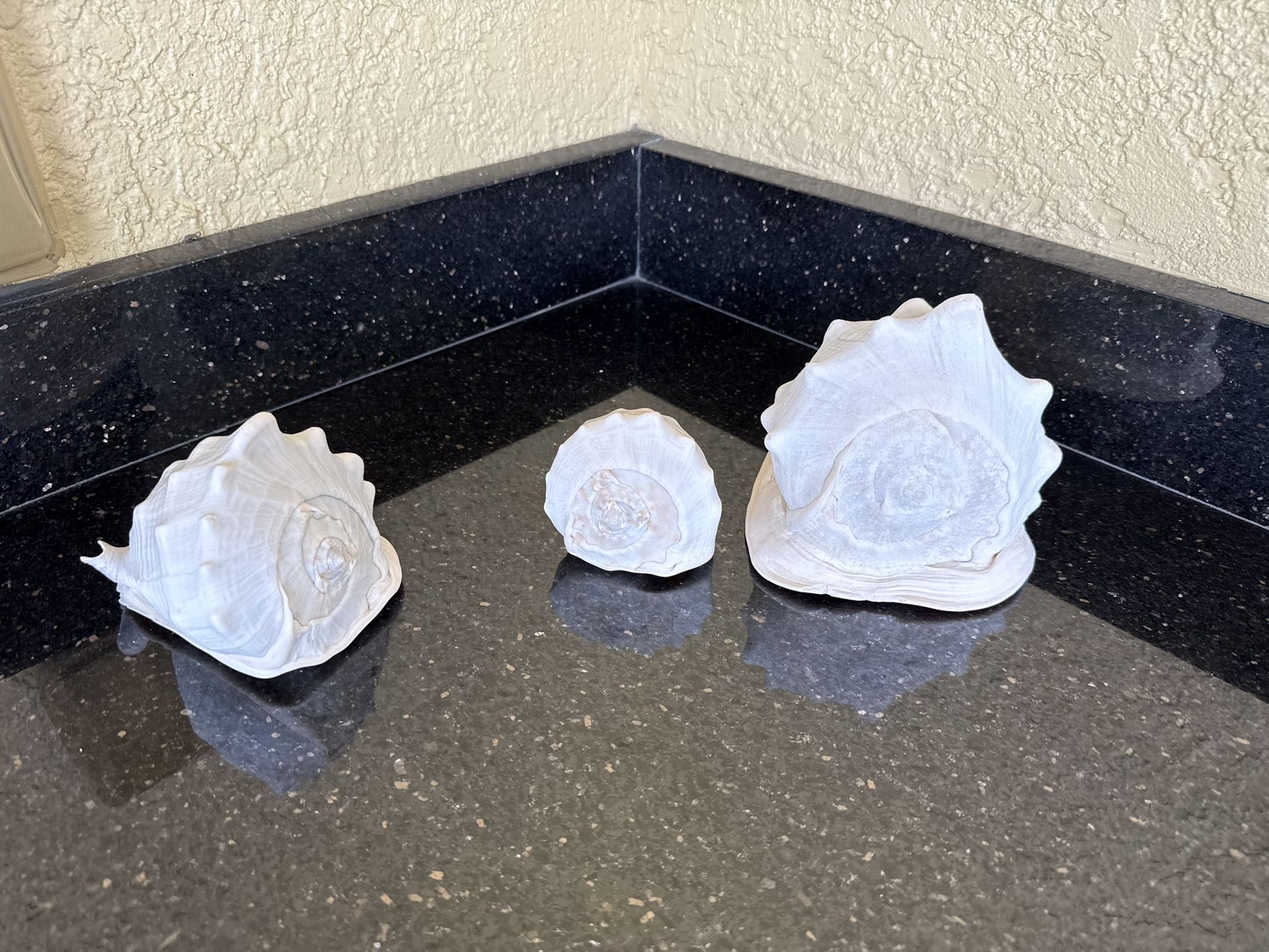 Set Of Three Conch Shells