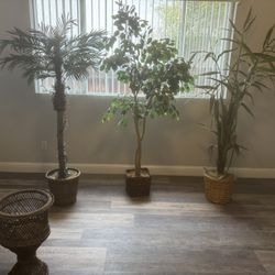 Tall Plants 