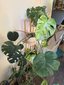 Monstera Deliciosa in Terracotta Pot